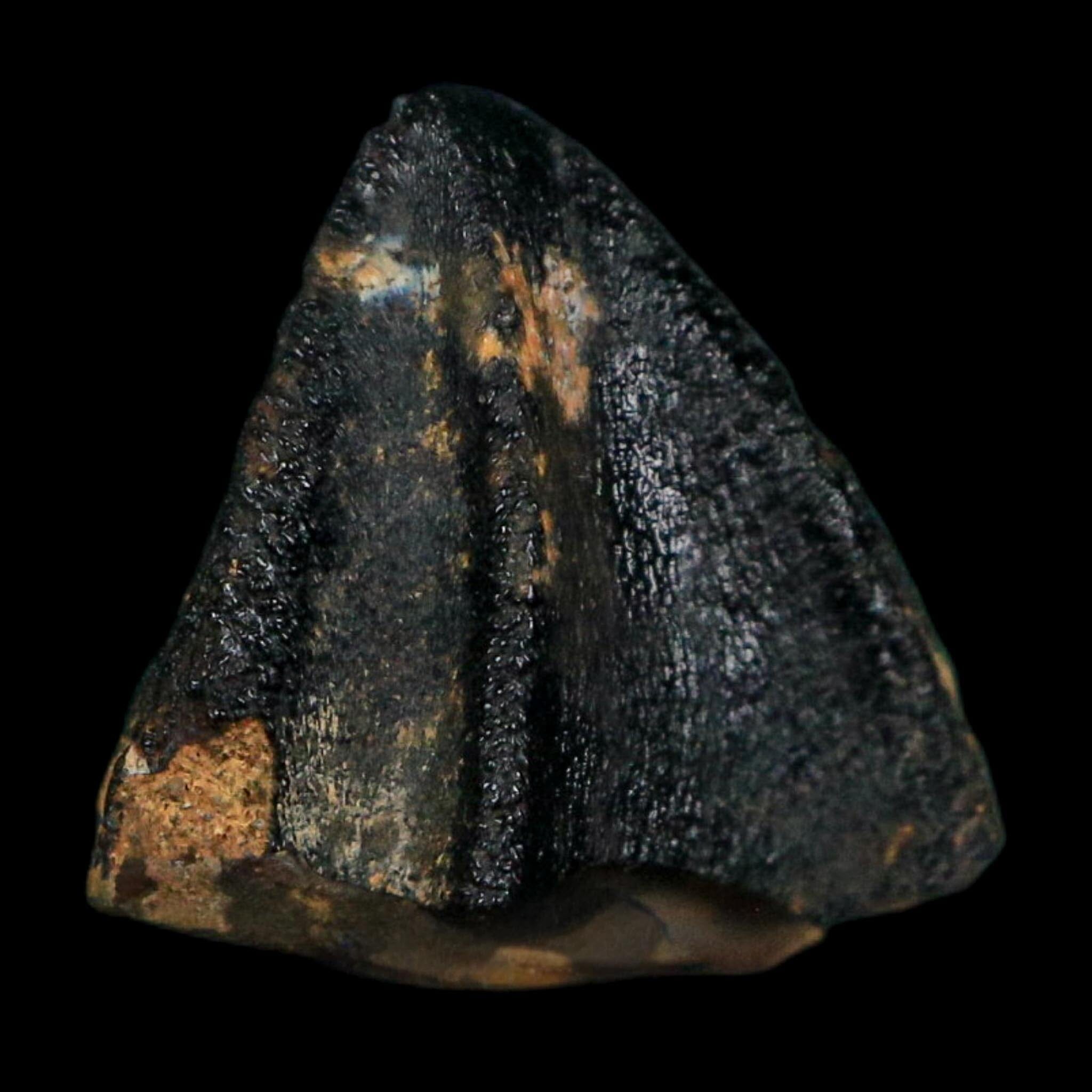 0.7" Triceratops Fossil Tooth Crown Lance Creek FM Cretaceous Dinosaur WY COA Display - Fossil Age Minerals