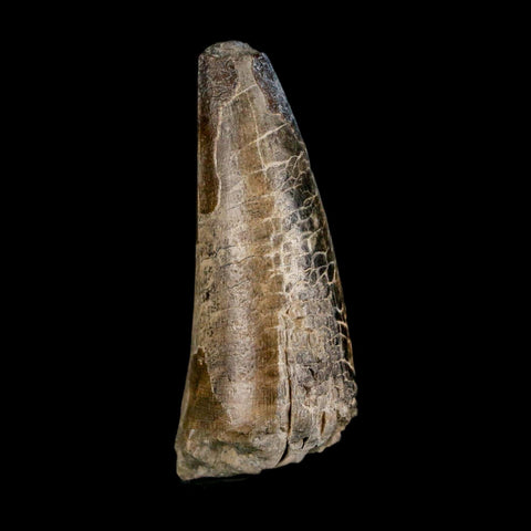 2.1" Sarcosuchus Imperator Crocodile Fossil Tooth Elrhaz FM Cretaceous Niger COA