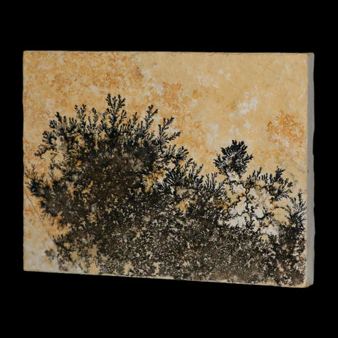 3.1" Pyrolusite Dendritic Limestone Solnhofen Upper Jurassic Age West Germany - Fossil Age Minerals