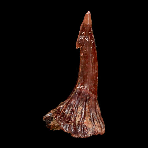 1.7" Sawfish Fossil Tooth Barb Onchopristis Numidus Cretaceous Dinosaur Era COA - Fossil Age Minerals