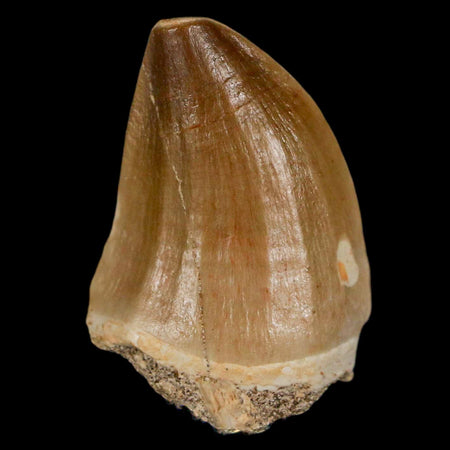 1.5" Mosasaur Prognathodon Fossil Tooth Cretaceous Dinosaur Era COA & Stand