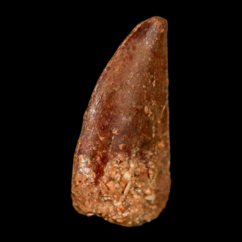 0.5" Abelisaur Serrated Tooth Fossil Cretaceous Age Dinosaur Morocco COA, Display - Fossil Age Minerals
