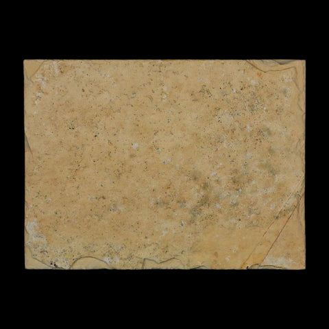 3.1" Pyrolusite Dendritic Limestone Solnhofen Upper Jurassic Age West Germany - Fossil Age Minerals