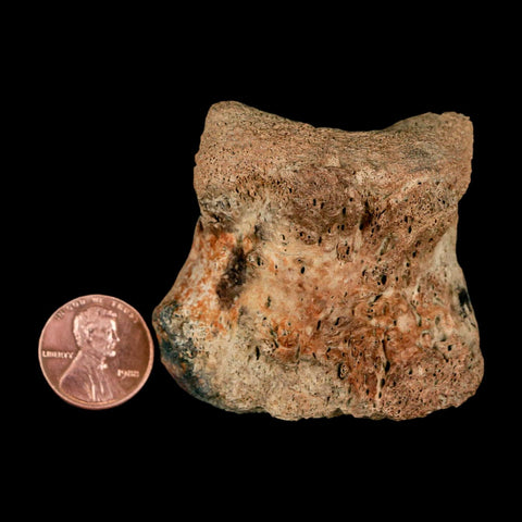 2.1" Brachylophosaurus Fossil Vertebrae Bone Cretaceous Dinosaur Judith River MT COA - Fossil Age Minerals