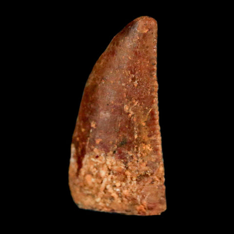 0.5" Abelisaur Serrated Tooth Fossil Cretaceous Age Dinosaur Morocco COA, Display - Fossil Age Minerals