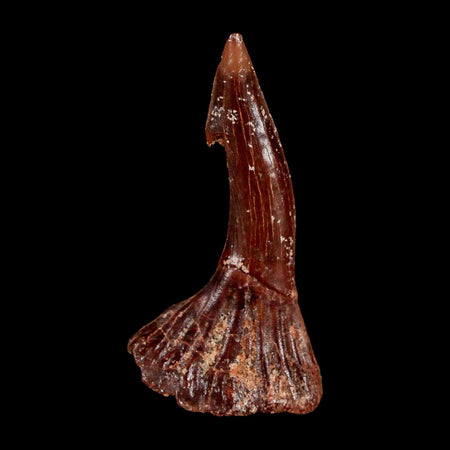 1.7" Sawfish Fossil Tooth Barb Onchopristis Numidus Cretaceous Dinosaur Era COA
