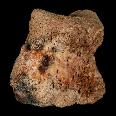 2.1" Brachylophosaurus Fossil Vertebrae Bone Cretaceous Dinosaur Judith River MT COA - Fossil Age Minerals