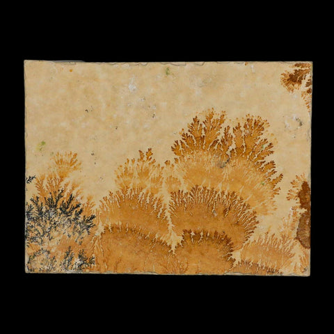 3.1" Pyrolusite Dendritic Limestone Solnhofen Upper Jurassic Age West Germany - Fossil Age Minerals