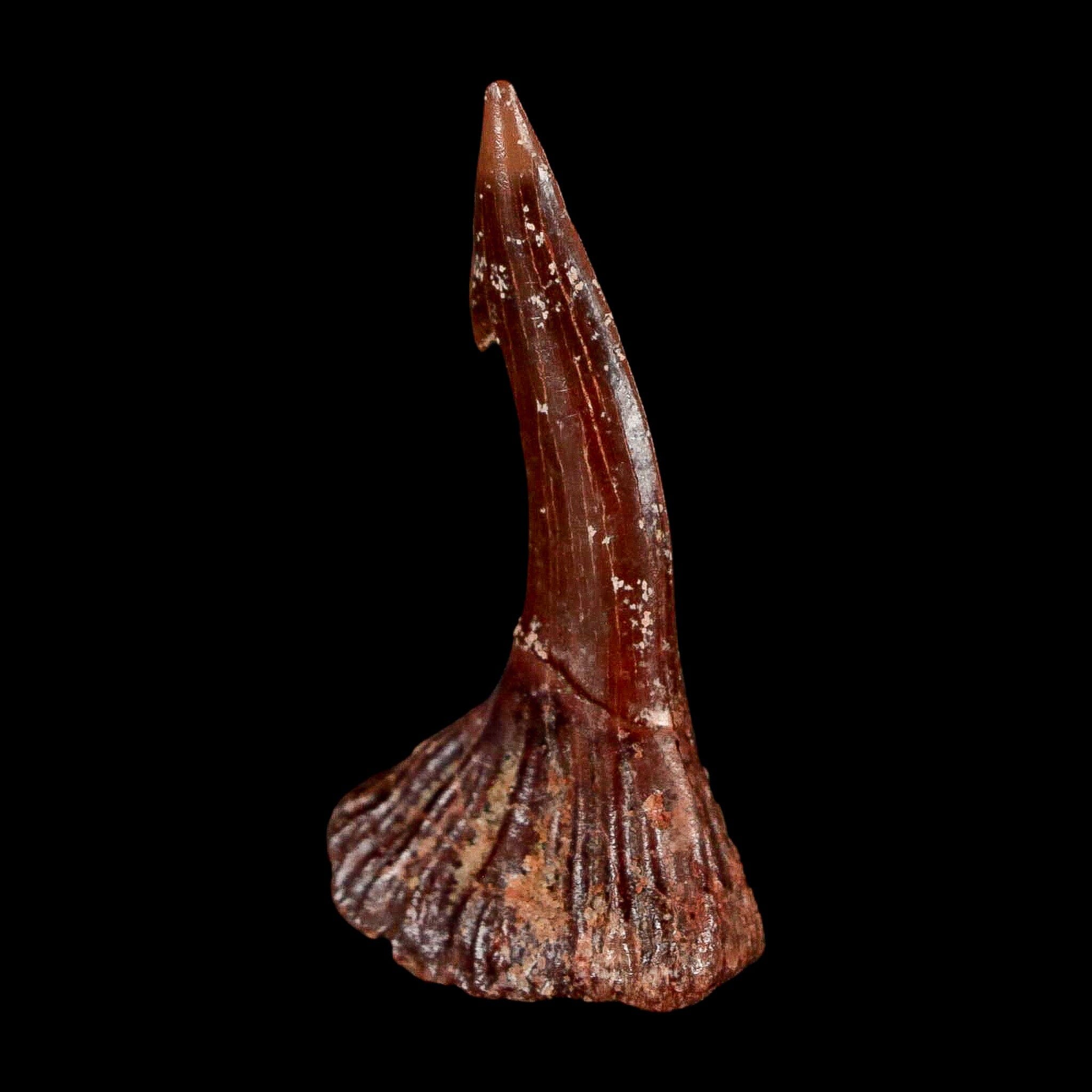 1.7" Sawfish Fossil Tooth Barb Onchopristis Numidus Cretaceous Dinosaur Era COA - Fossil Age Minerals