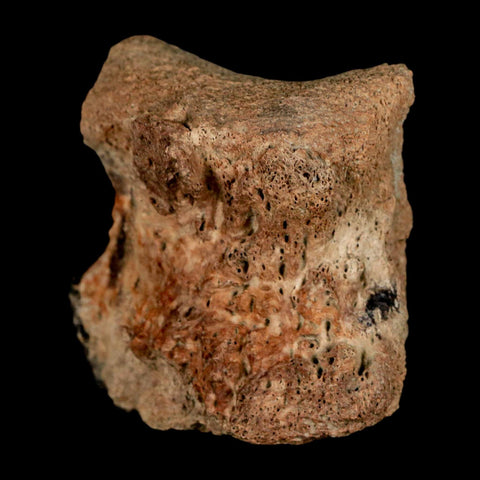 2.1" Brachylophosaurus Fossil Vertebrae Bone Cretaceous Dinosaur Judith River MT COA - Fossil Age Minerals