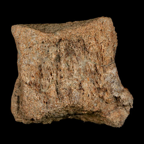 2.1" Brachylophosaurus Fossil Vertebrae Bone Cretaceous Dinosaur Judith River MT COA - Fossil Age Minerals