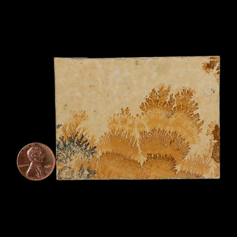 3.1" Pyrolusite Dendritic Limestone Solnhofen Upper Jurassic Age West Germany - Fossil Age Minerals