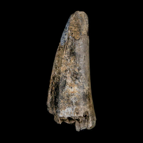 2.1" Sarcosuchus Imperator Crocodile Fossil Tooth Elrhaz FM Cretaceous Niger COA