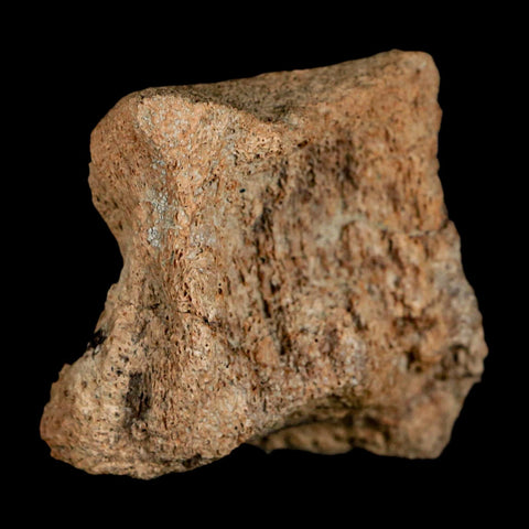 2.1" Brachylophosaurus Fossil Vertebrae Bone Cretaceous Dinosaur Judith River MT COA - Fossil Age Minerals