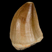 1.5" Mosasaur Prognathodon Fossil Tooth Cretaceous Dinosaur Era COA & Stand