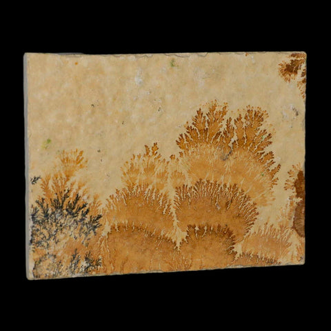 3.1" Pyrolusite Dendritic Limestone Solnhofen Upper Jurassic Age West Germany - Fossil Age Minerals