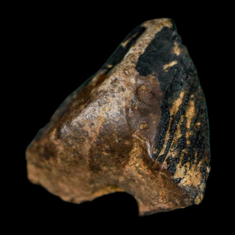 0.7" Triceratops Fossil Tooth Crown Lance Creek FM Cretaceous Dinosaur WY COA Display
