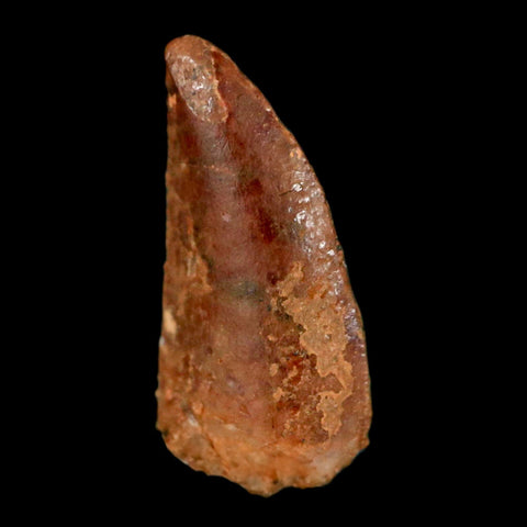 0.5" Abelisaur Serrated Tooth Fossil Cretaceous Age Dinosaur Morocco COA, Display - Fossil Age Minerals