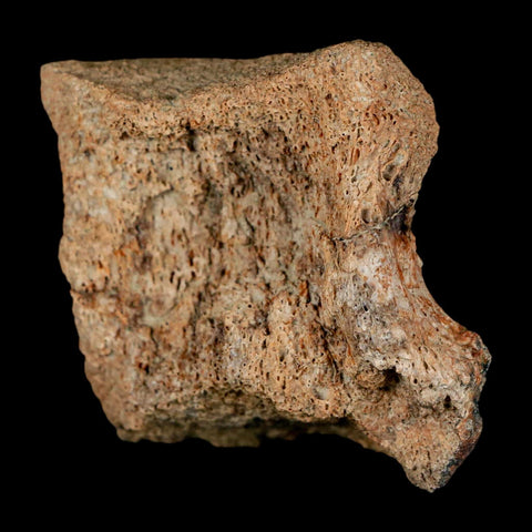 2.1" Brachylophosaurus Fossil Vertebrae Bone Cretaceous Dinosaur Judith River MT COA - Fossil Age Minerals