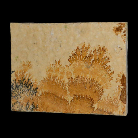 3.1" Pyrolusite Dendritic Limestone Solnhofen Upper Jurassic Age West Germany - Fossil Age Minerals