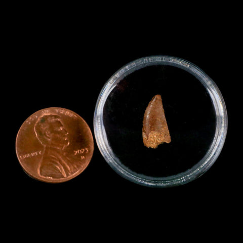 0.5" Abelisaur Serrated Tooth Fossil Cretaceous Age Dinosaur Morocco COA, Display - Fossil Age Minerals