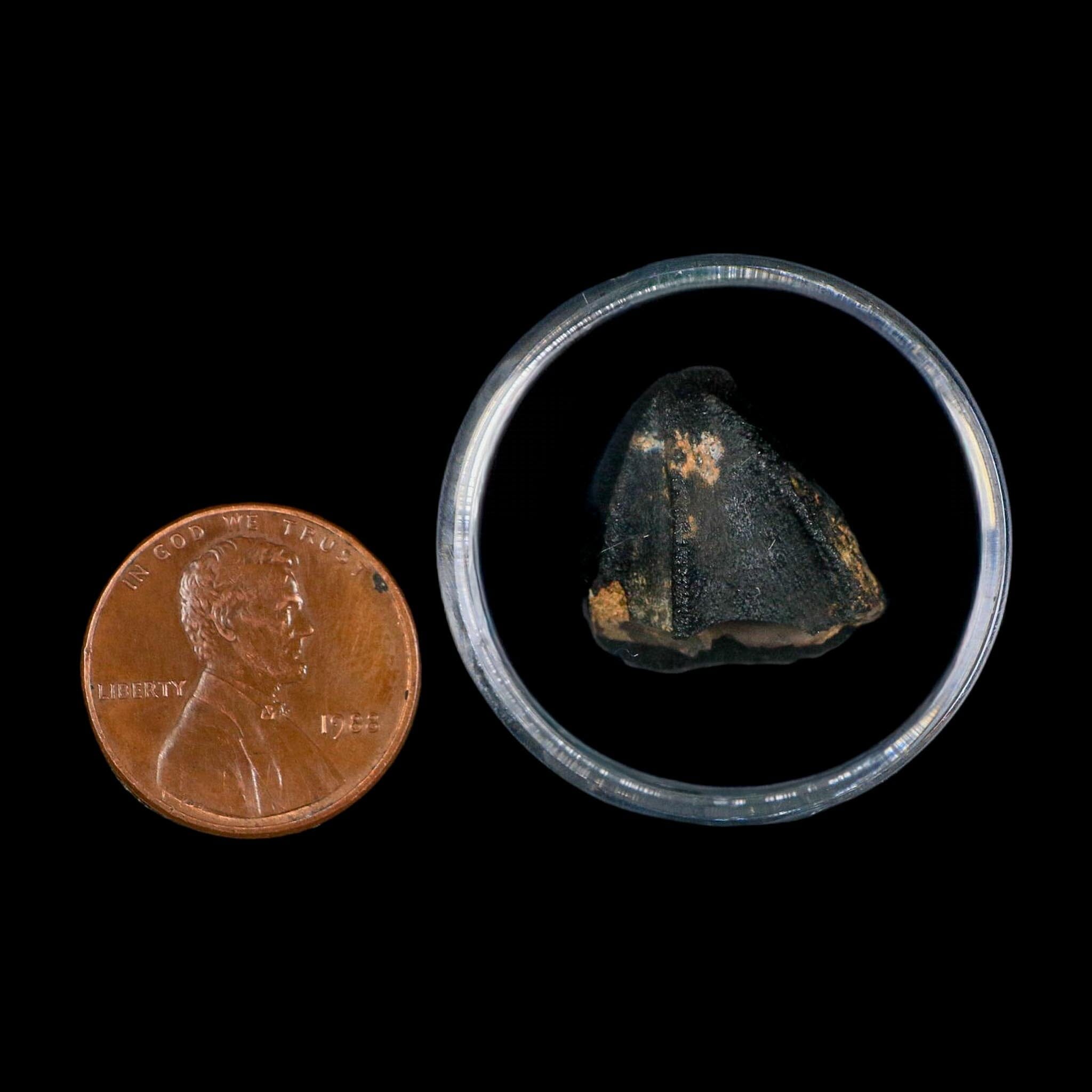 0.7" Triceratops Fossil Tooth Crown Lance Creek FM Cretaceous Dinosaur WY COA Display - Fossil Age Minerals