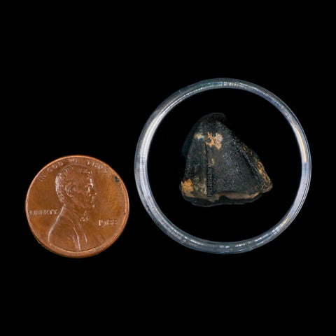 0.7" Triceratops Fossil Tooth Crown Lance Creek FM Cretaceous Dinosaur WY COA Display