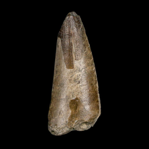 2.1" Sarcosuchus Imperator Crocodile Fossil Tooth Elrhaz FM Cretaceous Niger COA