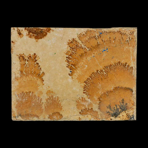 3.1" Pyrolusite Dendritic Limestone Solnhofen Upper Jurassic Age West Germany - Fossil Age Minerals