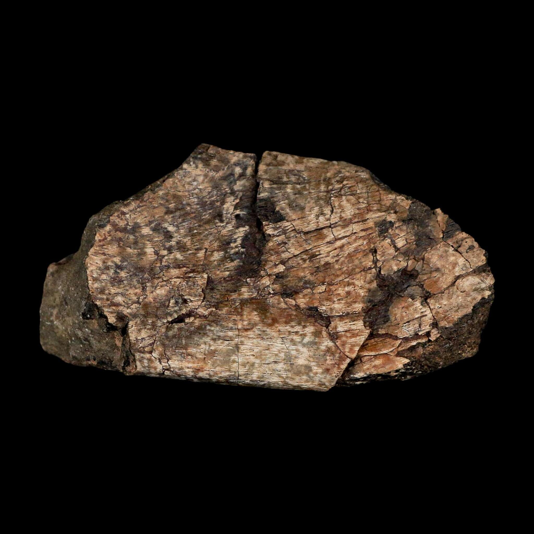 2.9" Maiasaura Hadrosaur Dinosaur Rib Bone Fossil Two Medicine FM Montana COA - Fossil Age Minerals
