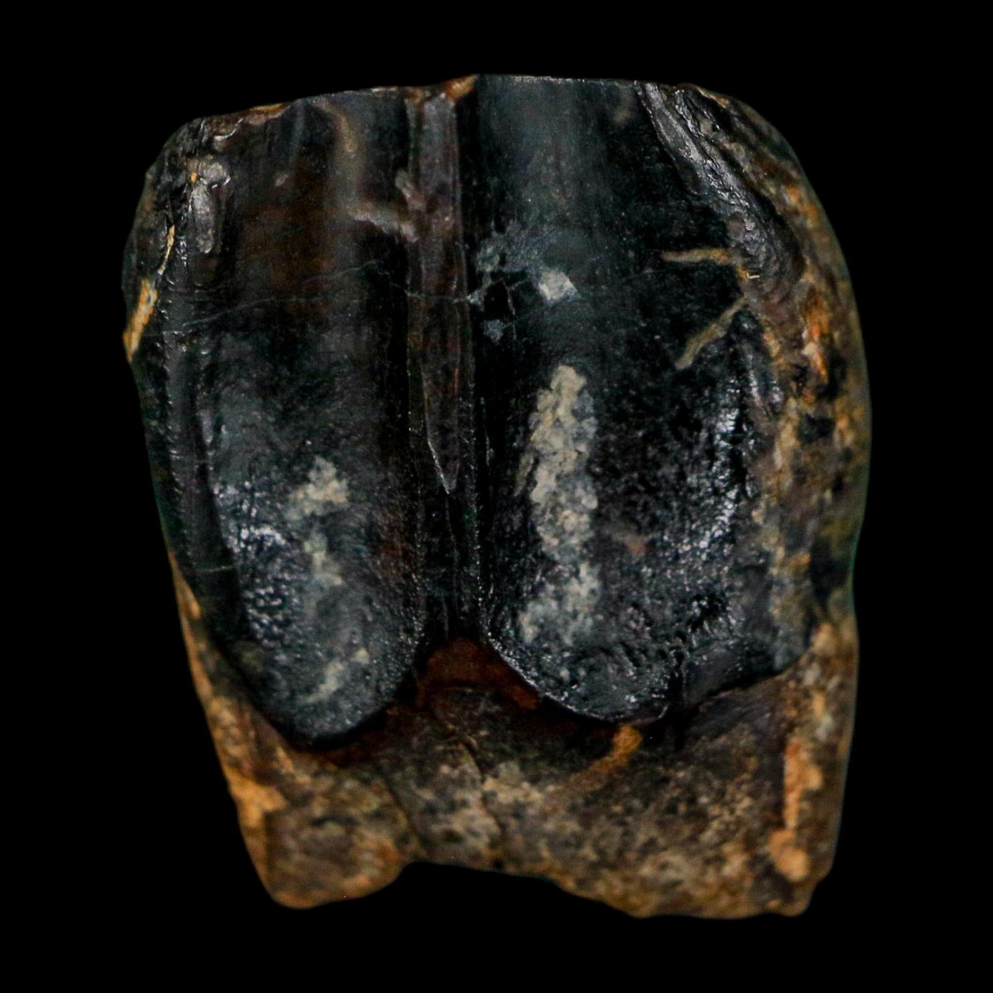 XL 0.7" Triceratops Fossil Tooth Hell Creek FM Cretaceous Dinosaur Montana COA - Fossil Age Minerals