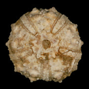 39MM Detailed Fossil Goniopygus Sp Sea Urchin Echinoid Cretaceous Morocco