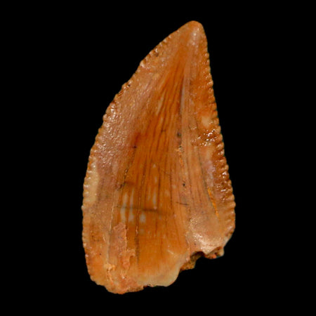 0.5" Abelisaur Serrated Tooth Fossil Cretaceous Age Dinosaur Morocco COA, Display
