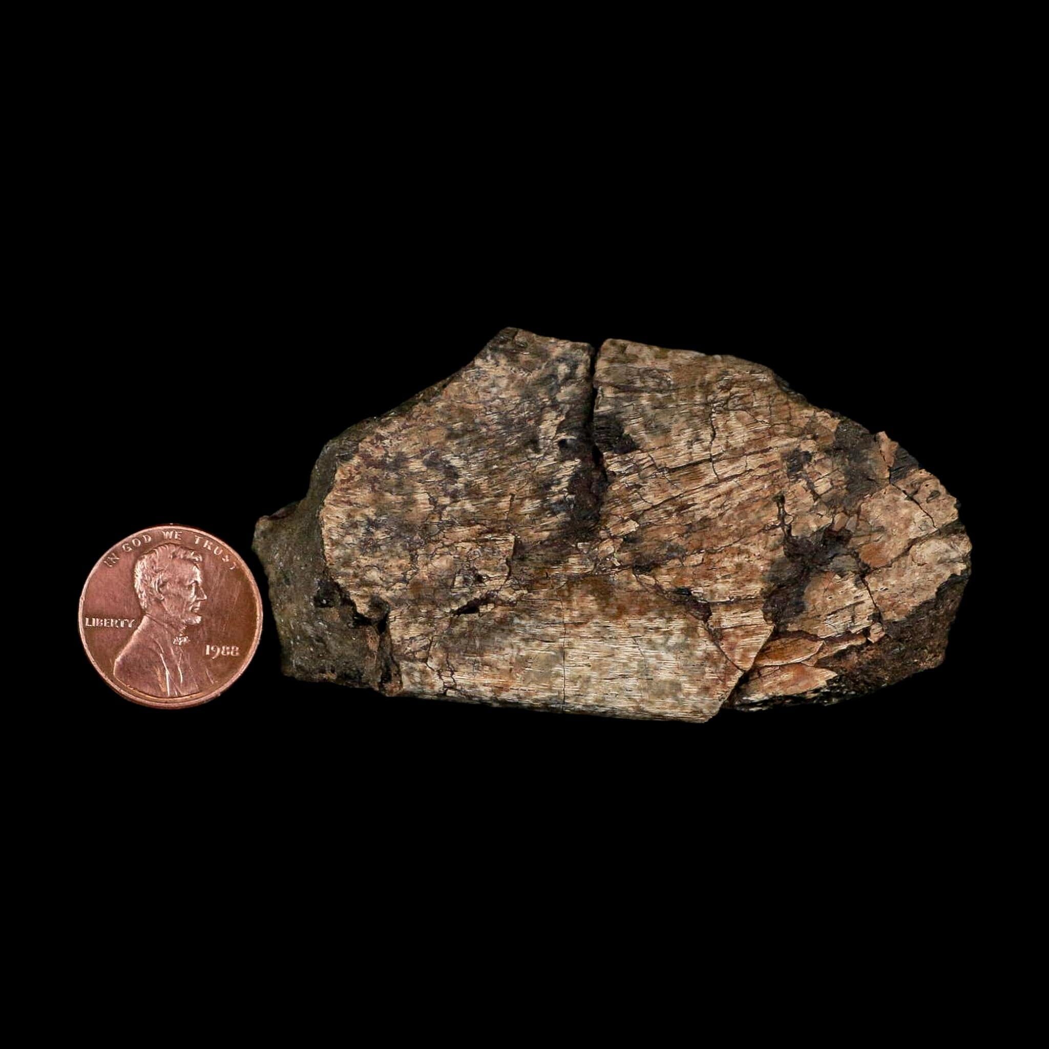 2.9" Maiasaura Hadrosaur Dinosaur Rib Bone Fossil Two Medicine FM Montana COA - Fossil Age Minerals