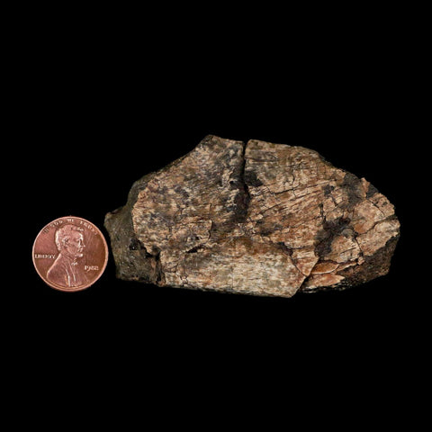 2.9" Maiasaura Hadrosaur Dinosaur Rib Bone Fossil Two Medicine FM Montana COA - Fossil Age Minerals