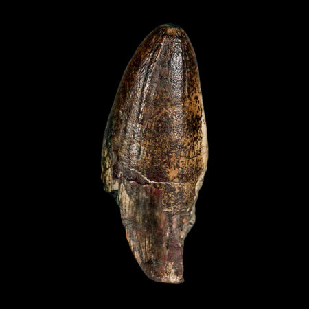 2.5" Sarcosuchus Imperator Crocodile Fossil Tooth Elrhaz FM Cretaceous Niger COA