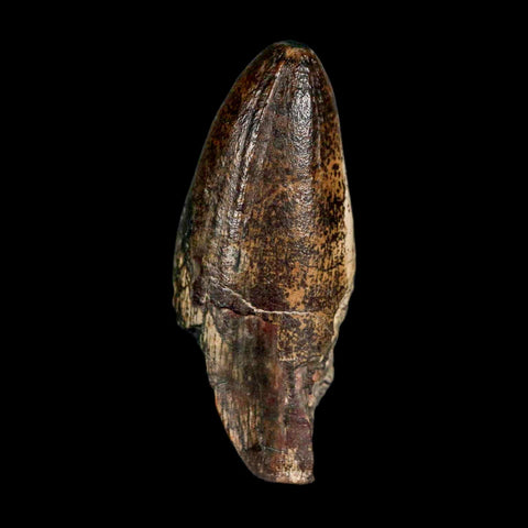 2.5" Sarcosuchus Imperator Crocodile Fossil Tooth Elrhaz FM Cretaceous Niger COA