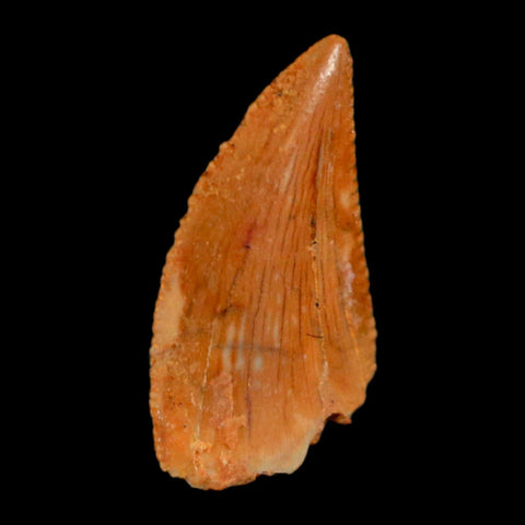 0.5" Abelisaur Serrated Tooth Fossil Cretaceous Age Dinosaur Morocco COA, Display - Fossil Age Minerals