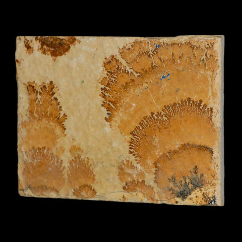 3.1" Pyrolusite Dendritic Limestone Solnhofen Upper Jurassic Age West Germany - Fossil Age Minerals