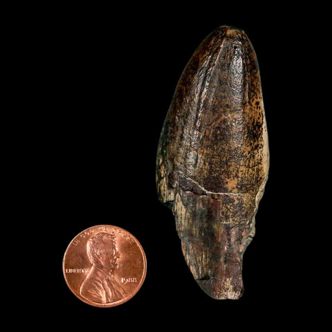 2.5" Sarcosuchus Imperator Crocodile Fossil Tooth Elrhaz FM Cretaceous Niger COA