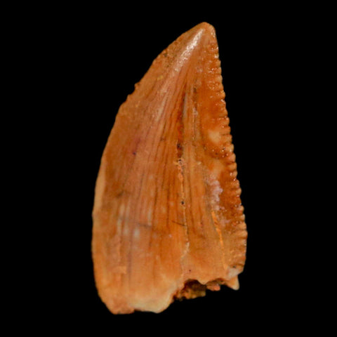 0.5" Abelisaur Serrated Tooth Fossil Cretaceous Age Dinosaur Morocco COA, Display - Fossil Age Minerals