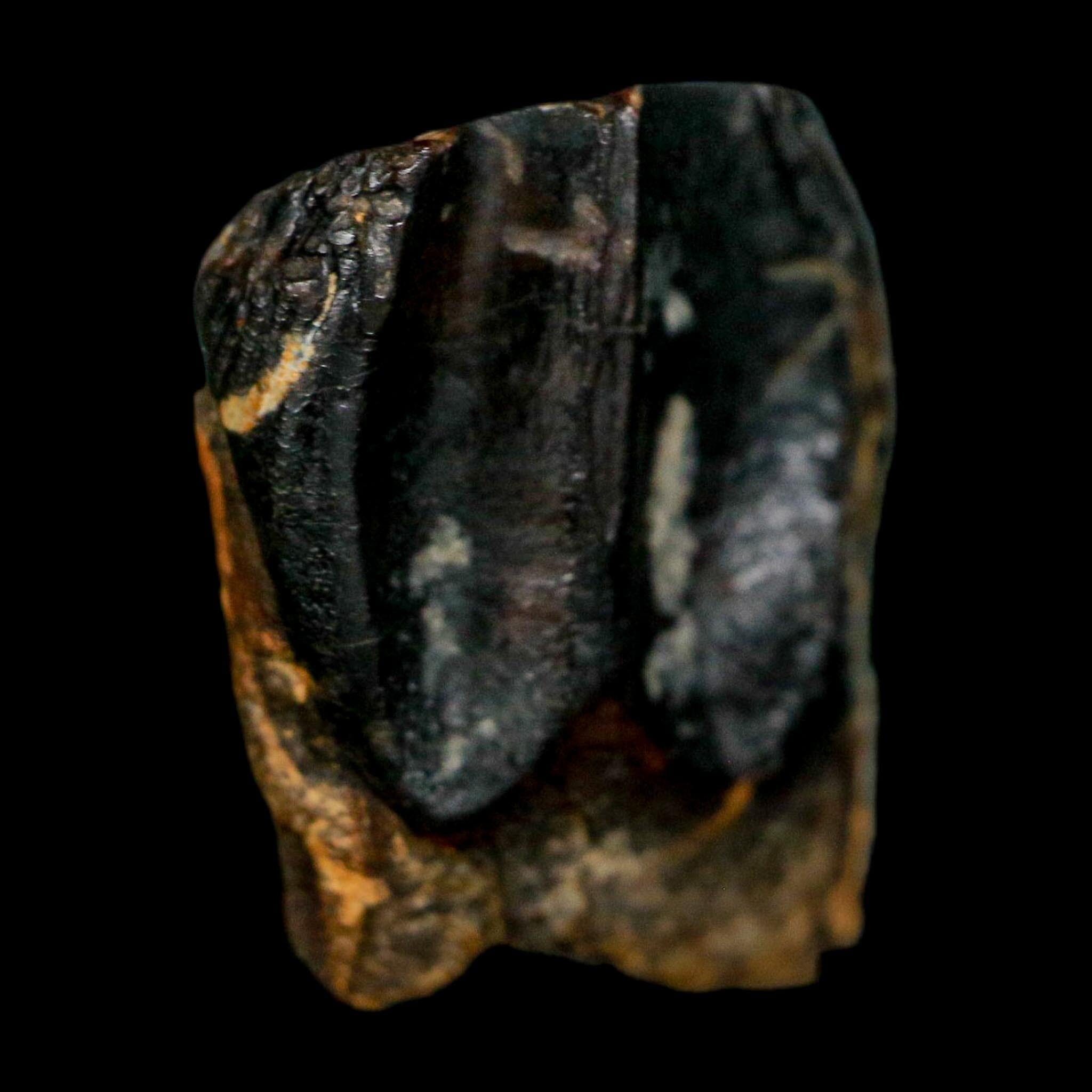 XL 0.7" Triceratops Fossil Tooth Hell Creek FM Cretaceous Dinosaur Montana COA - Fossil Age Minerals