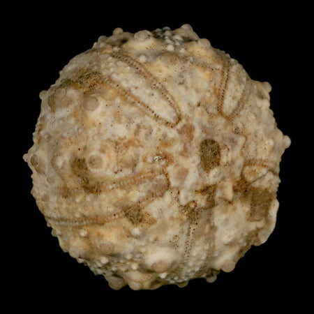 39MM Detailed Fossil Goniopygus Sp Sea Urchin Echinoid Cretaceous Morocco