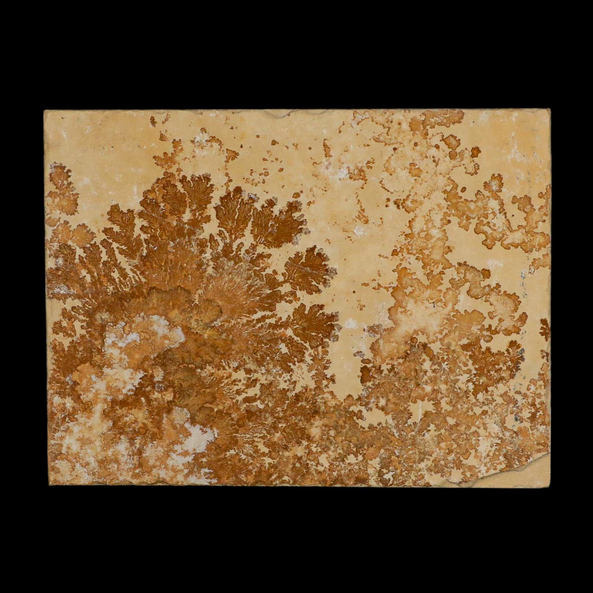 3.1" Pyrolusite Dendritic Limestone Solnhofen Upper Jurassic Age West Germany - Fossil Age Minerals