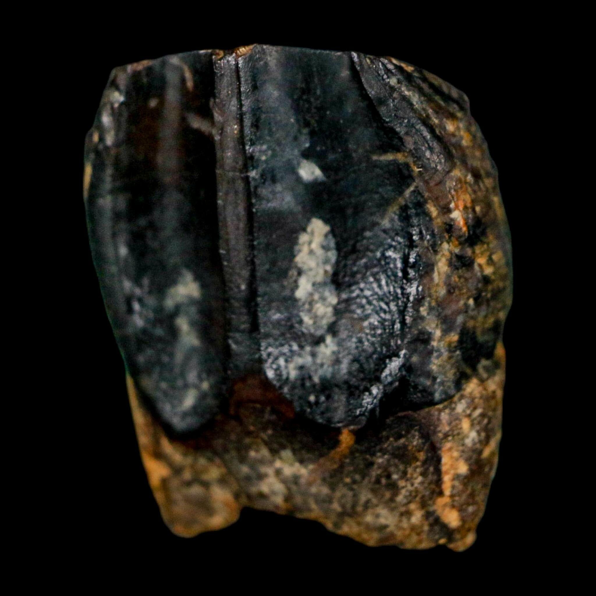 XL 0.7" Triceratops Fossil Tooth Hell Creek FM Cretaceous Dinosaur Montana COA - Fossil Age Minerals