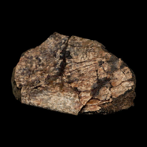 2.9" Maiasaura Hadrosaur Dinosaur Rib Bone Fossil Two Medicine FM Montana COA - Fossil Age Minerals