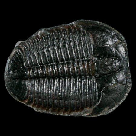 1.3" Elrathia Kingi Trilobite Fossil Utah Cambrian Age 521 Million Years Old COA