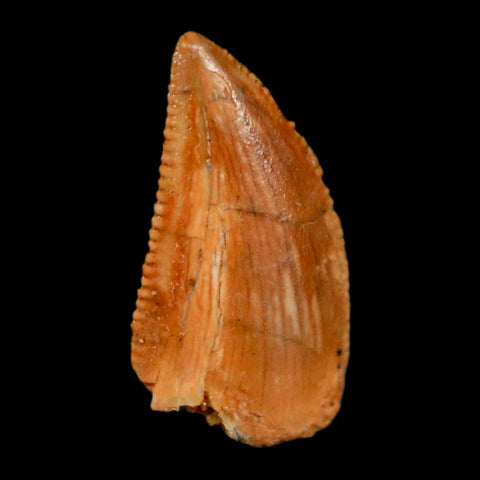 0.5" Abelisaur Serrated Tooth Fossil Cretaceous Age Dinosaur Morocco COA, Display - Fossil Age Minerals
