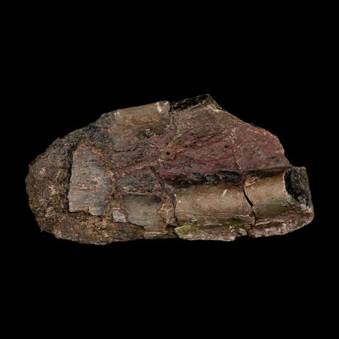 2.9" Maiasaura Hadrosaur Dinosaur Rib Bone Fossil Two Medicine FM Montana COA - Fossil Age Minerals