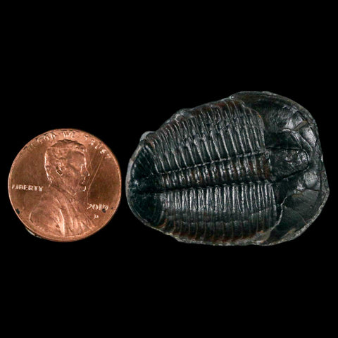 1.3" Elrathia Kingi Trilobite Fossil Utah Cambrian Age 521 Million Years Old COA - Fossil Age Minerals